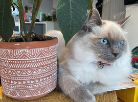 Ragdoll kittens for sale