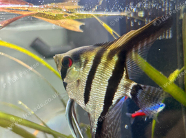 3 angel fish juvenile for sale