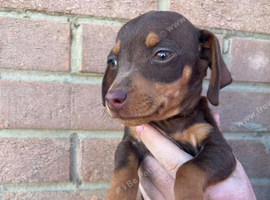Jack Russel x dashound 1 boy