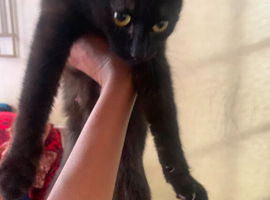 female 9 months