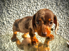 ️Miniature Dachshund Puppies
