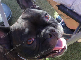 French bulldog  boy