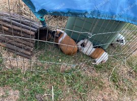 Guinea Pig Girls