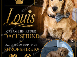 Cream miniature dachsund
