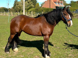 Beautiful bay mare