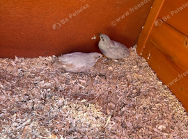 Button quail