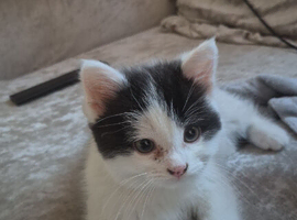 Black and white kitten