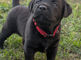 Labrador puppies