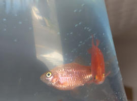 Rosy barbs, neon tetras, rainbow albino shark