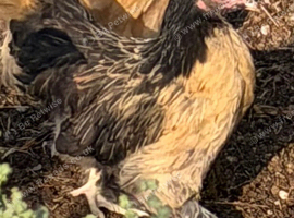 Pekins for sale