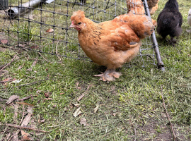 Pure Pekin Bantam growers 9 weeks