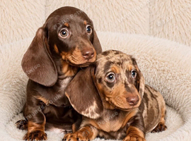 Gorgeous miniature dachshund puppies