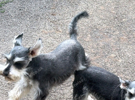 2 sisters looking for new homes