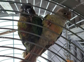 Bonded Pair of Conures