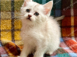 Rare Black Silver Polydactyl female