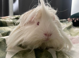 Beautiful pew white little boy guinea pig