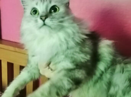 Shaphire grey tabby Maine coon