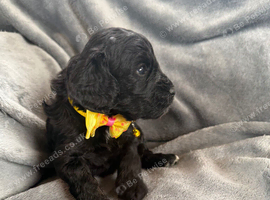 Beautiful cockapoo puppies for sale