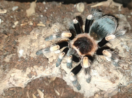 Brachypelma hamorii juvenile male for sale, tarantula spider