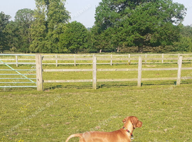 Vizsla girl
