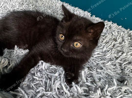 Cat for sale: mex between Siamese and British Shorthair