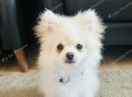 Beautiful boy looking for new home