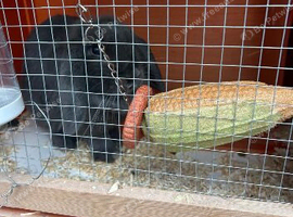 Female rabbit
