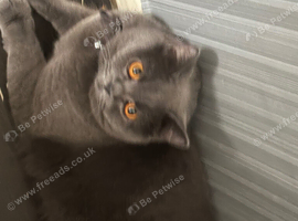 Loving bsh female