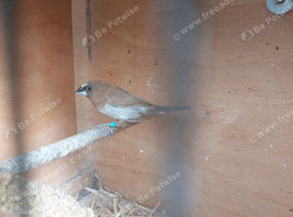 A pair of owl finches and a male bangalore for sale all together &pound;120