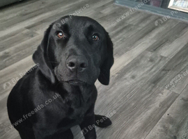 Black lab pup girl