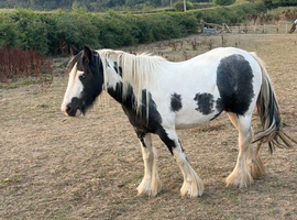 Mini cob