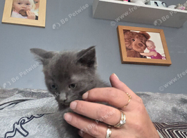 Tuxedo ragdolls ls for sale