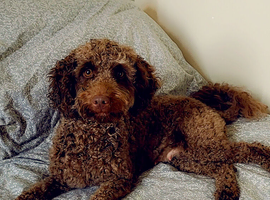 cockapoo puppies