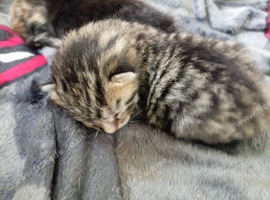 1 tabby male kitten