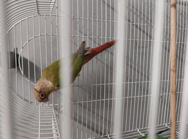 Pineapple  conure