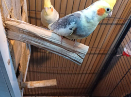 Proven Breeding Cockatiel Trio