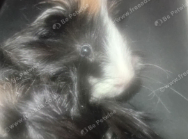 Two Male Guinea Pigs with Cage and Accessories
