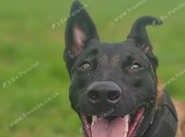 11 month mali