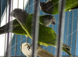 Baby Senegal Glasgow