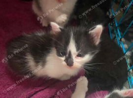Gorgeous kittens