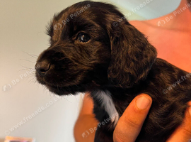 Working cocker spaniels