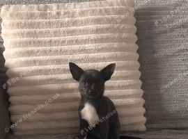 Chihuahua girl