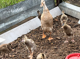 Indian Runner Ducks