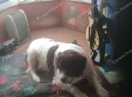 Forever home pet and therapy dog