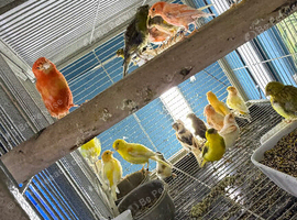 Canaries Glasgow