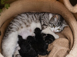 4 x Gorgeous Kittens for Sale