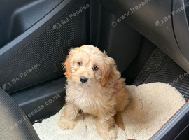 Last Cavapoo Girl