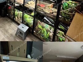 Need to Rehome Your Reptile? We're Here to Help