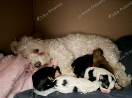 Bichon Frise cross Yorkshire Terrier Puppies