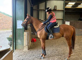 Stunning 16.2hh 7 TB &ndash; Genuine Jumping Prospect / All-Rounder